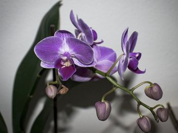 Close-up of pink orchids