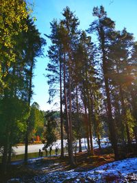 Low angle view of trees by lake in forest against sky