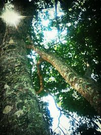 Low angle view of trees in forest