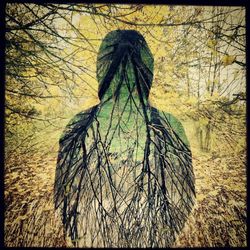 Bare trees at sunset