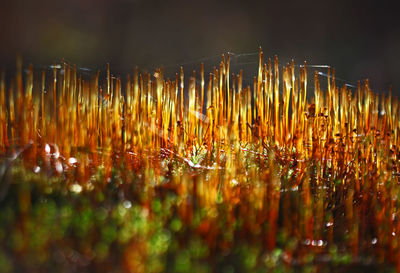 Close-up of wet moss at sunrise