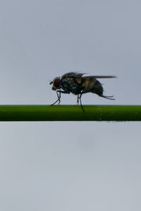 Close-up of housefly against clear sky