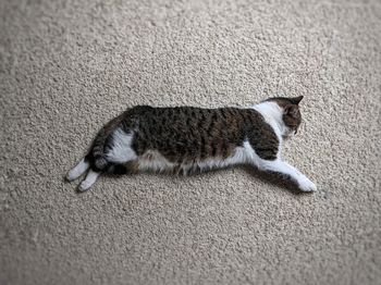 High angle view of cat lying on sand