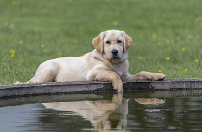 Portrait of dog relaxing on lake