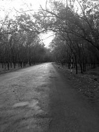 Empty road along trees