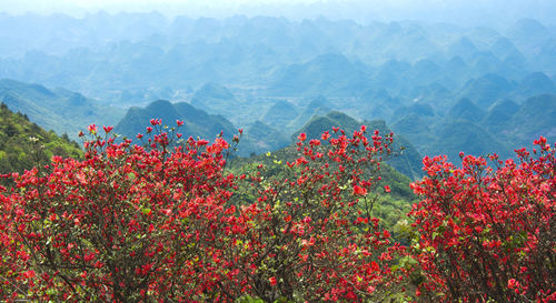 Red flowering plant against mountains