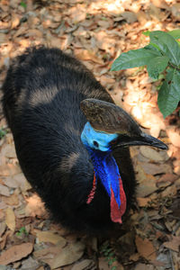 High angle view of a bird on field