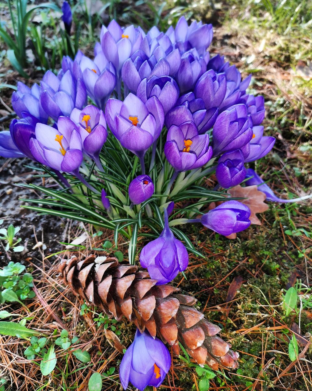 HIGH ANGLE VIEW OF PURPLE CROCUS FLOWERS IN FIELD