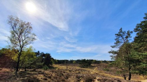 Trees on field against sky