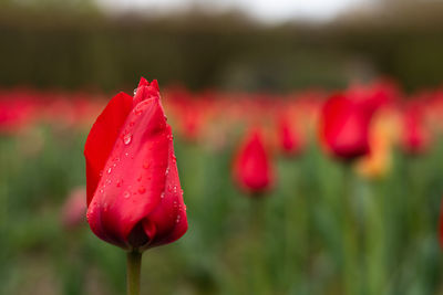 Close-up of red tulip on field
