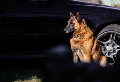 Sitting dog