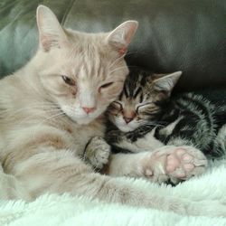 Close-up of cat sleeping