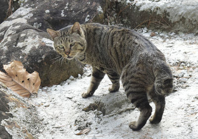 Cat lying on rock