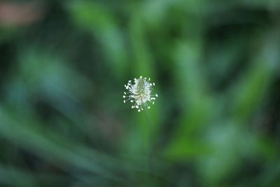 Close-up of flowering plant