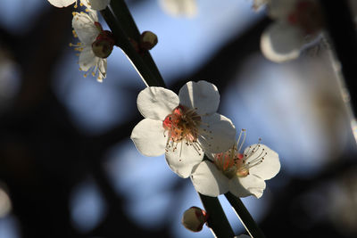 Close-up of white cherry blossom