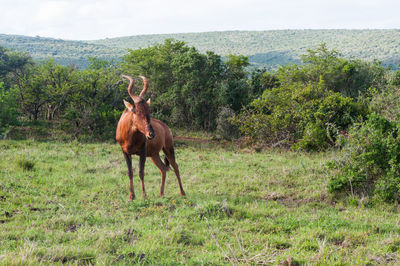 Horse standing in a field