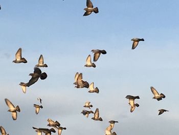 Low angle view of birds flying