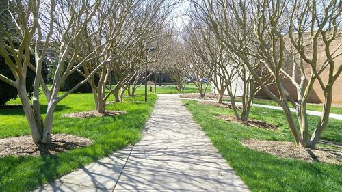 Pathway along trees in park