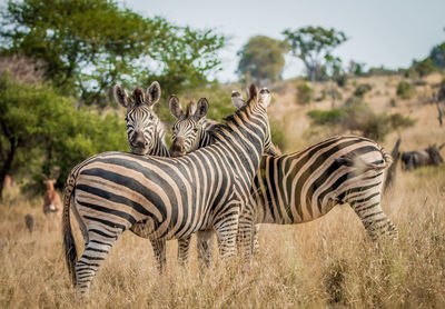 Zebras on field