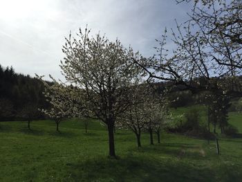 Trees on field against sky