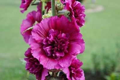 Close-up of pink flowers growing outdoors