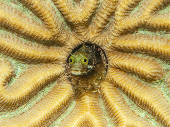 Acanthemblemaria maria, a secretary blennie