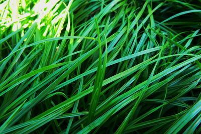 Full frame shot of fresh green grass