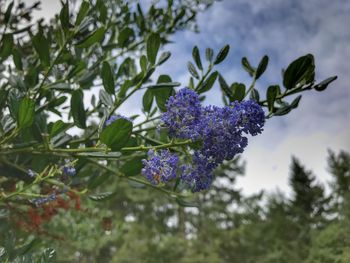 Low angle view of purple flowers blooming on tree