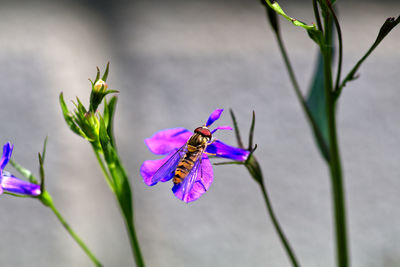 Close-up of hoverfly pollinating on purple flower