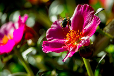 Close-up of honey bee on pink flower