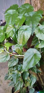 High angle view of leaves on plant in field