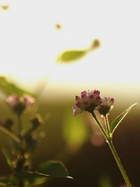 Close-up of pink flowering plant