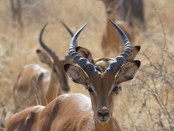 Close-up of deer on field