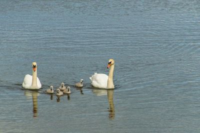 Birds swimming in lake