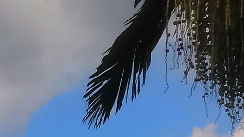 Low angle view of trees against sky