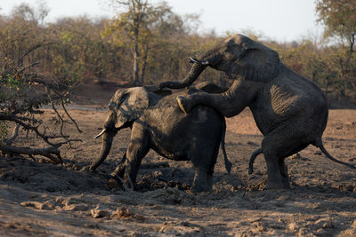 Elephant in a forest