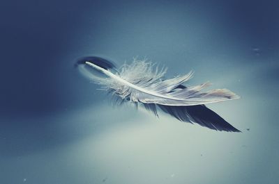 Close-up of a bird flying over water