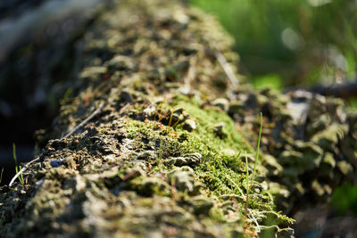 Close-up of moss growing on tree trunk