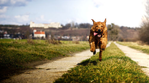 Dog running on road