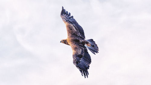 Low angle view of eagle flying against sky