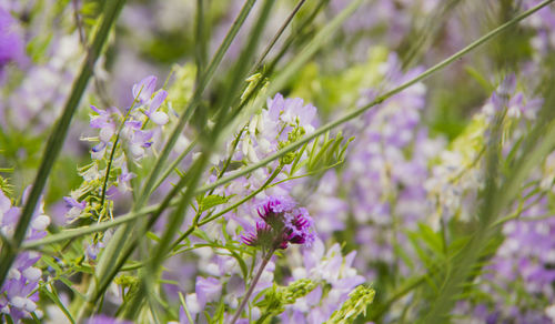 Close-up of purple flowering plants on field