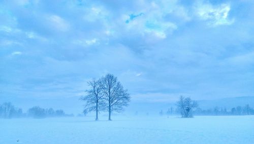 Bare trees on snow covered landscape