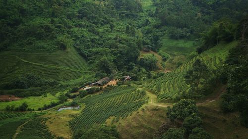 High angle view of rice field