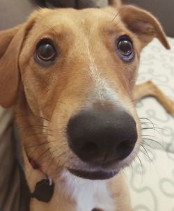 Close-up portrait of dog