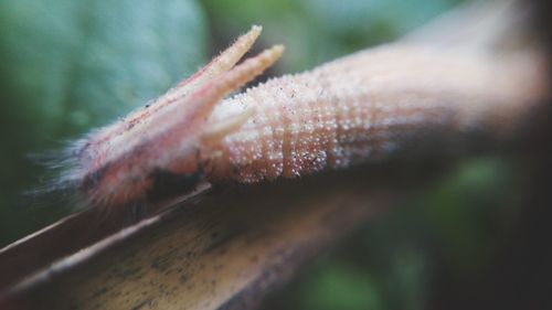 Close-up of lizard