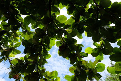 Low angle view of tree against sky