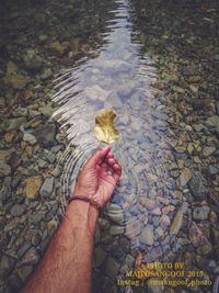 High angle view of hand holding leaf in water