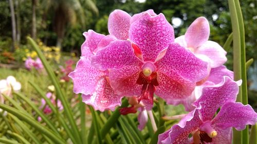 Close-up of pink flowers blooming outdoors