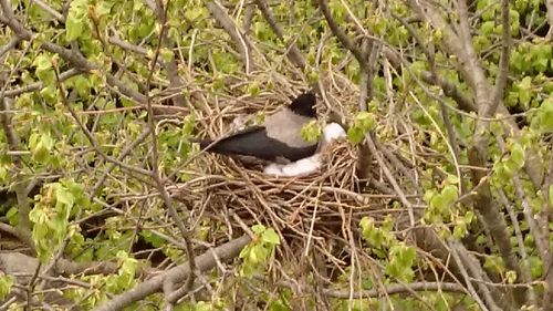 Close-up of bird perching on grass