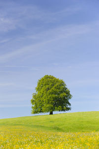 Tree on field against sky